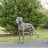 PetSafe Two Point Control Leash, Padded and Reflective Nylon Leash Converts to Single Leash, Works with 3in1 Harnesses, 3/4 in. Wide Leash - Image 3