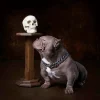 Stainless Steel Chain Dog Collar | Stainless Steel Bulldog Collar - Collar Pitbull - Aliexpress