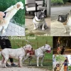 Dog Leash Pet Collar Lead Stainless Steel Super Strong Gold Collar Chain Customized 32mm Bulldog Pitbull Large Dog Collar Leash - AliExpress 15 - Image 6