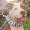 Gold Cuban Chain Pet Collar, Customized Leash, Stainless Steel, Strong Strap, Bully, Large Dog, Pitpull, Bulldog, 32mm - AliExpress 15 - Image 3