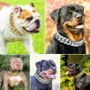 Personalized Dog Name Metal Gold Dog Chain Collars Stainless Steel Pet Training Choke Collar For Large Dogs Pitbull Collar - AliExpress 15
