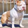 Pet Collar Bully Metal Chain Large Dog Collar Leash Stainless Steel 32mm width Length Pitpull Bulldog Strong Collar - AliExpress 15 - Image 2