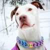 Pet Collar Bully Metal Chain Large Dog Collar Leash Stainless Steel 32mm width Length Pitpull Bulldog Strong Collar - AliExpress 15 - Image 4