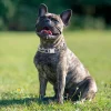 Pinch Collar for Dogs Adjustable Training Dog Collar Prong Collar with Quick Release Buckle for Medium Large Dogs,No Pull Collar - AliExpress 15 - Image 6