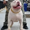 Strong Dog Gold Collar Big Dogs Cuban Link Chain 32mm Wide Stainless Steel Collar for Medium Large Bulldog Usage - AliExpress 15 - Image 2