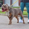 Strong Dog Gold Collar Big Dogs Cuban Link Chain 32mm Wide Stainless Steel Collar for Medium Large Bulldog Usage - AliExpress 15 - Image 3