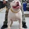 Strong Dog Golden Collar Choker Pets Dogs Cuban Link Chain 32mm Width Stainless Steel Collar for Medium Large Bulldog Usage - AliExpress 15 - Image 3