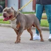 Strong Dog Golden Collar Choker Pets Dogs Cuban Link Chain 32mm Width Stainless Steel Collar for Medium Large Bulldog Usage - AliExpress 15 - Image 4