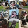 Strong Dog Golden Collar Choker Pets Dogs Cuban Link Chain 32mm Width Stainless Steel Collar for Medium Large Bulldog Usage - AliExpress 15 - Image 5