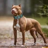 2inch Wide Luxury Genuine Leather Dog Collar Cool Spikes Dog Collars Durable Metal Rivet Collars for Pitbull German Shepherd - AliExpress 15 - Image 5