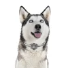4G Gps Tracker For Dog Locator Waterproof Anti-Lost Device Smart Phone Object Finder Small Alarm Pet Anti-Theft - AliExpress 15 - Image 4