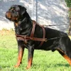 Soft Leather Dog Harness Brown Genuine Leather Medium Large Dog Harnesses Adjustable for Pitbull Alaskan Walking Training - AliExpress 15 - Image 5