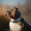 Spiked Studded Dog Collar Big Sharp Spike Dog Collar Neck Protection from Bite Adjustable Fit Pitbull Doberman German Shepherd - AliExpress 15 - Image 5